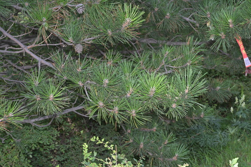 Pinus tabuliformis observed 2026-08-22