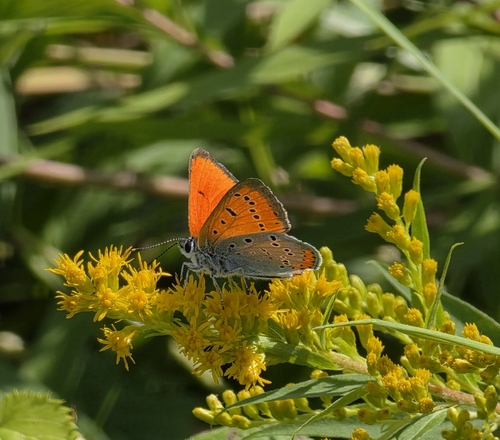 Large Copper