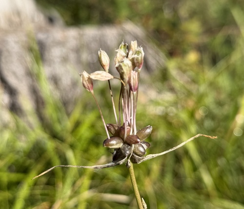 Allium oleraceum, photograph 5