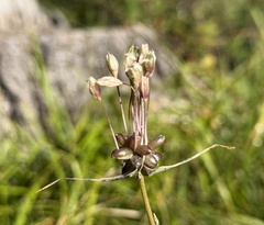 Allium oleraceum, photograph (c) Katrin Simon, some rights reserved (CC BY)