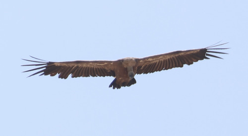 Eurasian Griffon