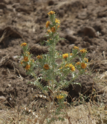 common golden thistle