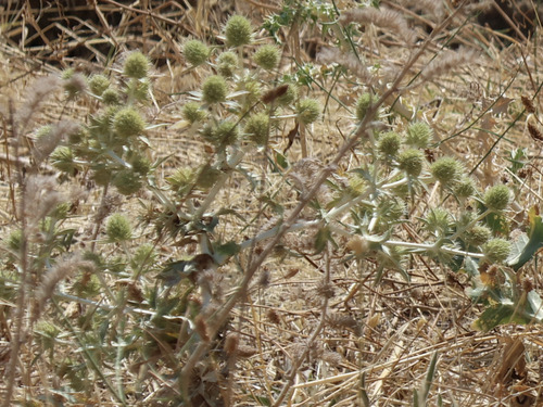 Field Eryngo