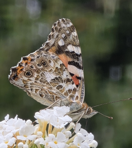 Painted Lady