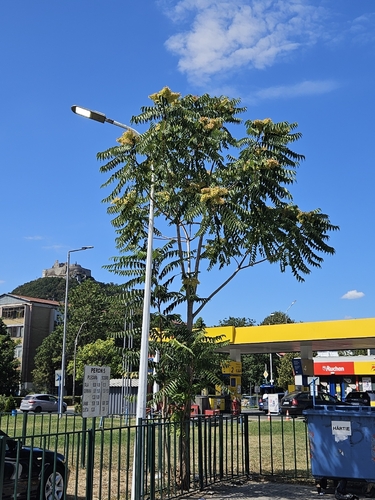 tree-of-heaven