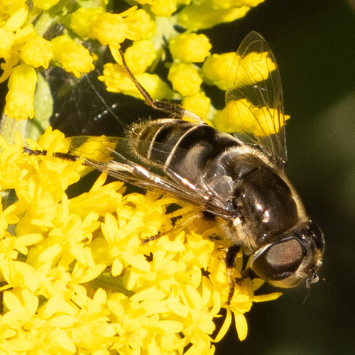 Black-shouldered Drone Fly