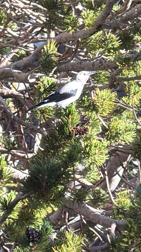 iNaturalist observation photo of Clark's Nutcracker