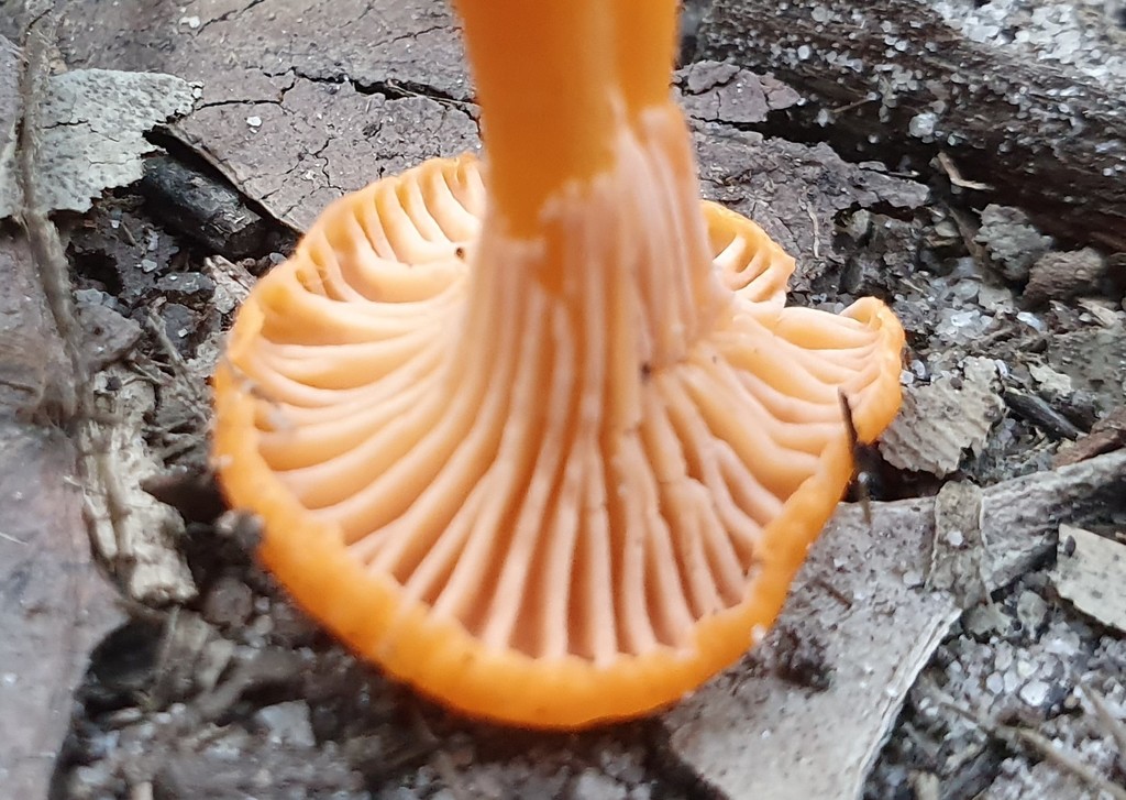 Australian chanterelle from Maitland Bay Track, Killcare Heights NSW