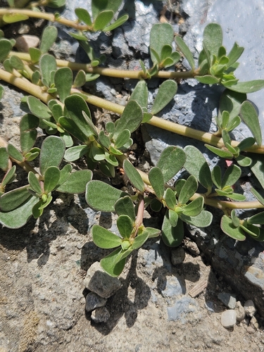 Common Purslane