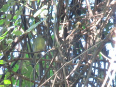 Rhynchocyclus olivaceus