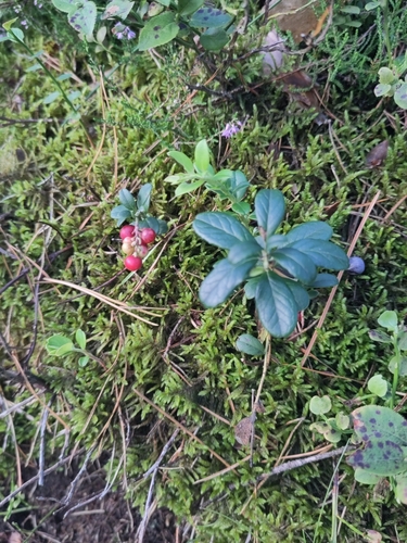 Lingonberry