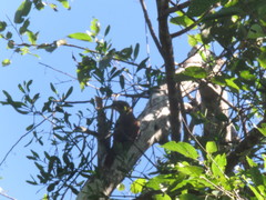 Xiphorhynchus elegans