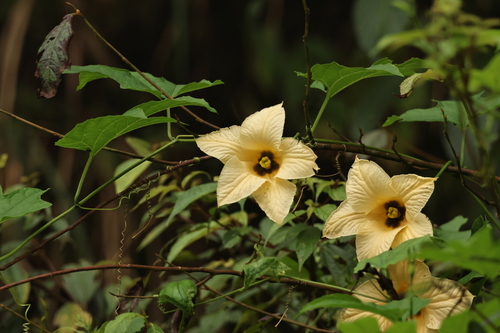 Momordica cochinchinensis