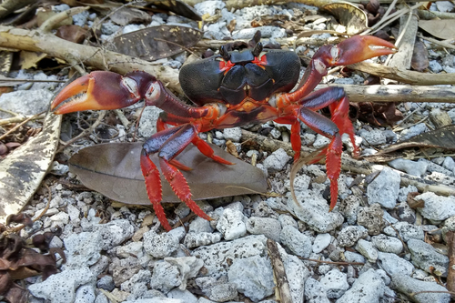 Gecarcinus ruricola