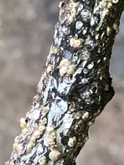 Pseudaulacaspis prunicola