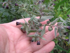 Nonea pulla