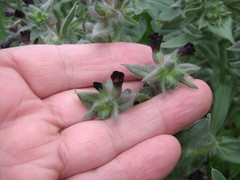 Nonea pulla