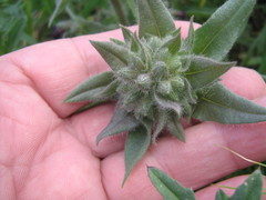 Nonea pulla