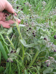 Nonea pulla