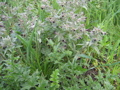 Nonea pulla