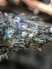 Pseudaulacaspis prunicola