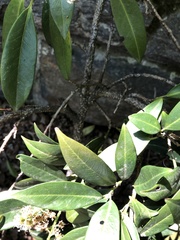 Pseudaulacaspis prunicola