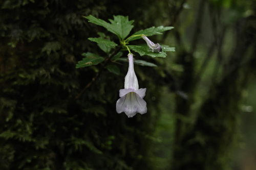 Lysionotus pauciflorus