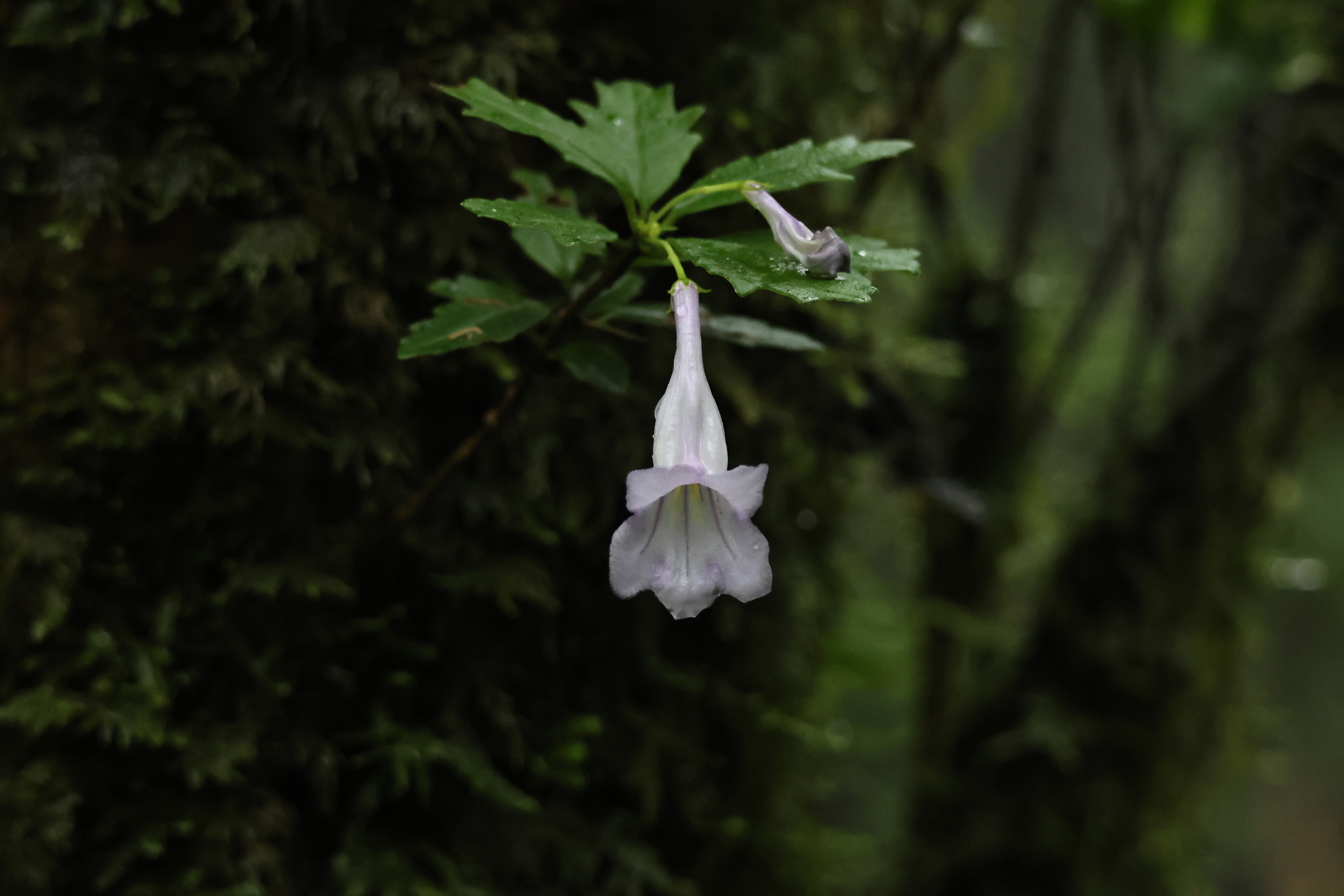 Lysionotus pauciflorus