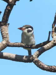 Nystalus chacuru chacuru