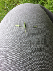 Elymus glaucus glaucus