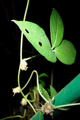 Dioscorea pentaphylla observed 2026-08-23