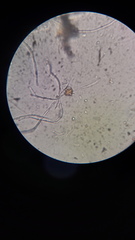 Mucor mucedo