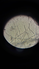 Mucor mucedo