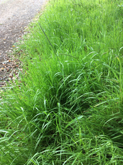 Elymus glaucus glaucus