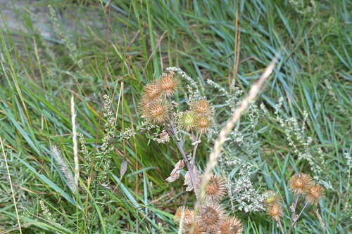 greater burdock