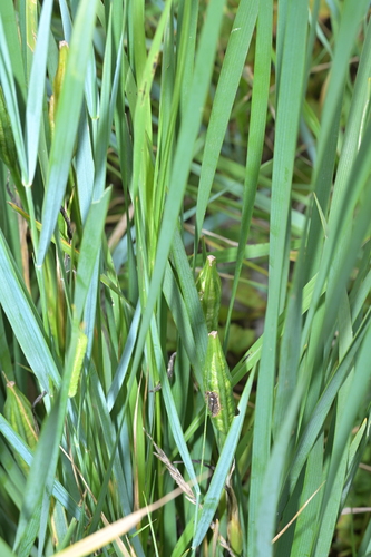 Iris oxypetala