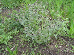 Nonea pulla