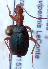 Brachinus ovipennis