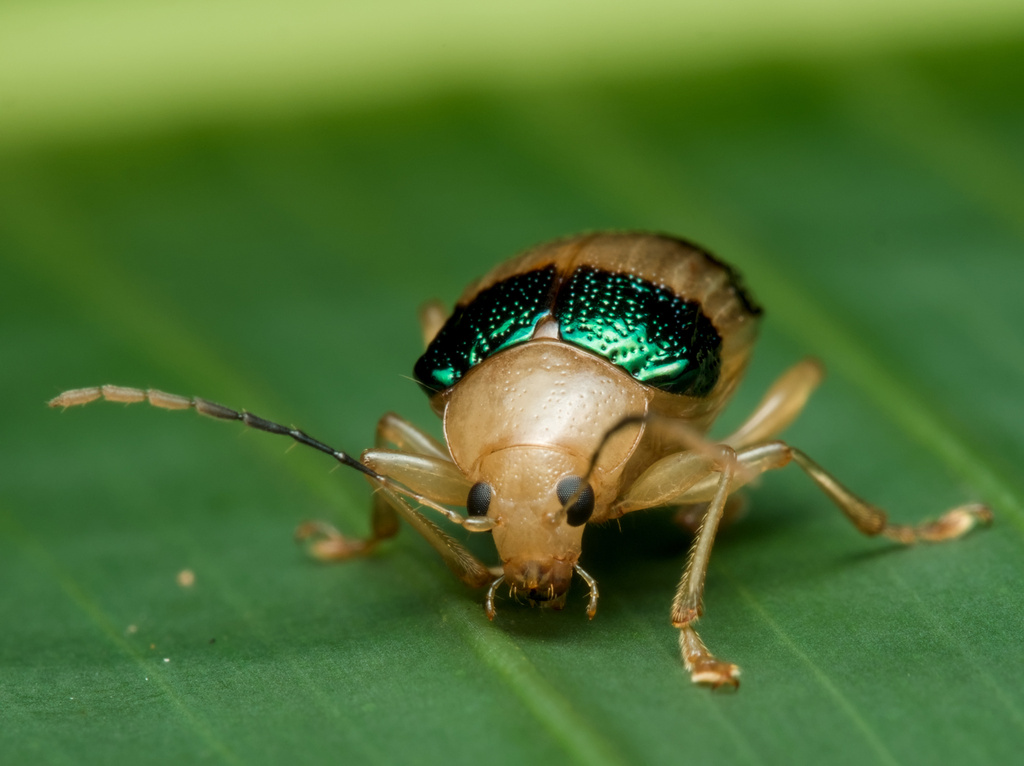 Chalcophana dimidiaticornis