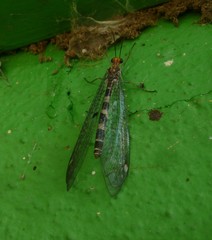 Megistopus flavicornis