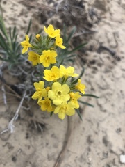 Oreocarya confertiflora