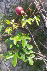 Passiflora pseudociliata