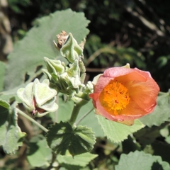 Callianthe pauciflora