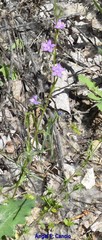 Campanula rapunculus