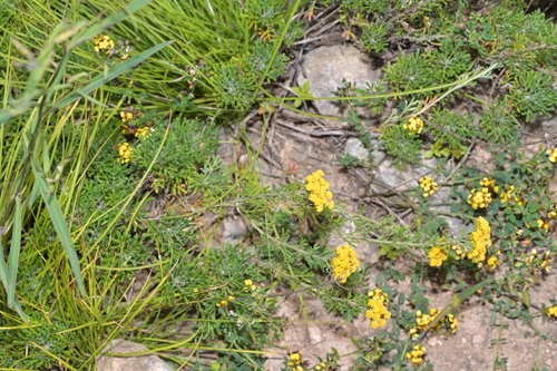 Ajania parviflora