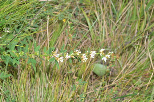 Dahurian lespedeza