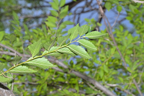Siberian elm