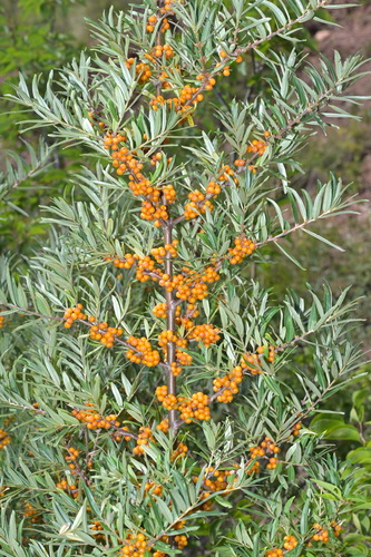 Hippophae sinensis