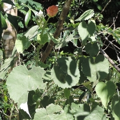 Callianthe pauciflora
