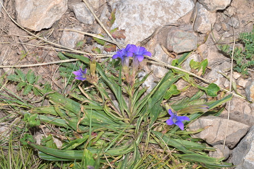 Gentiana dahurica